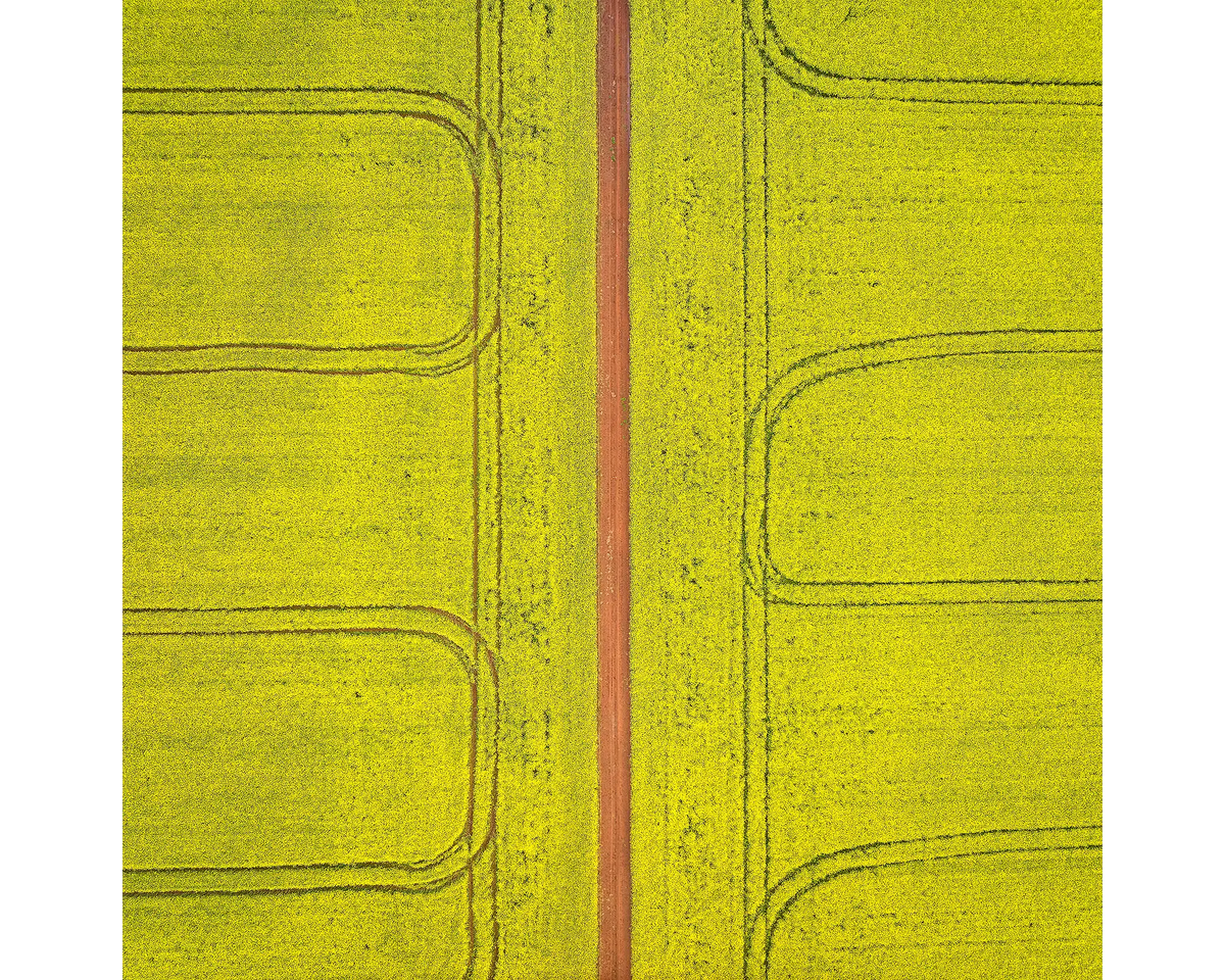 Tracks. Canola field, Junee, New South Wales, Australia.