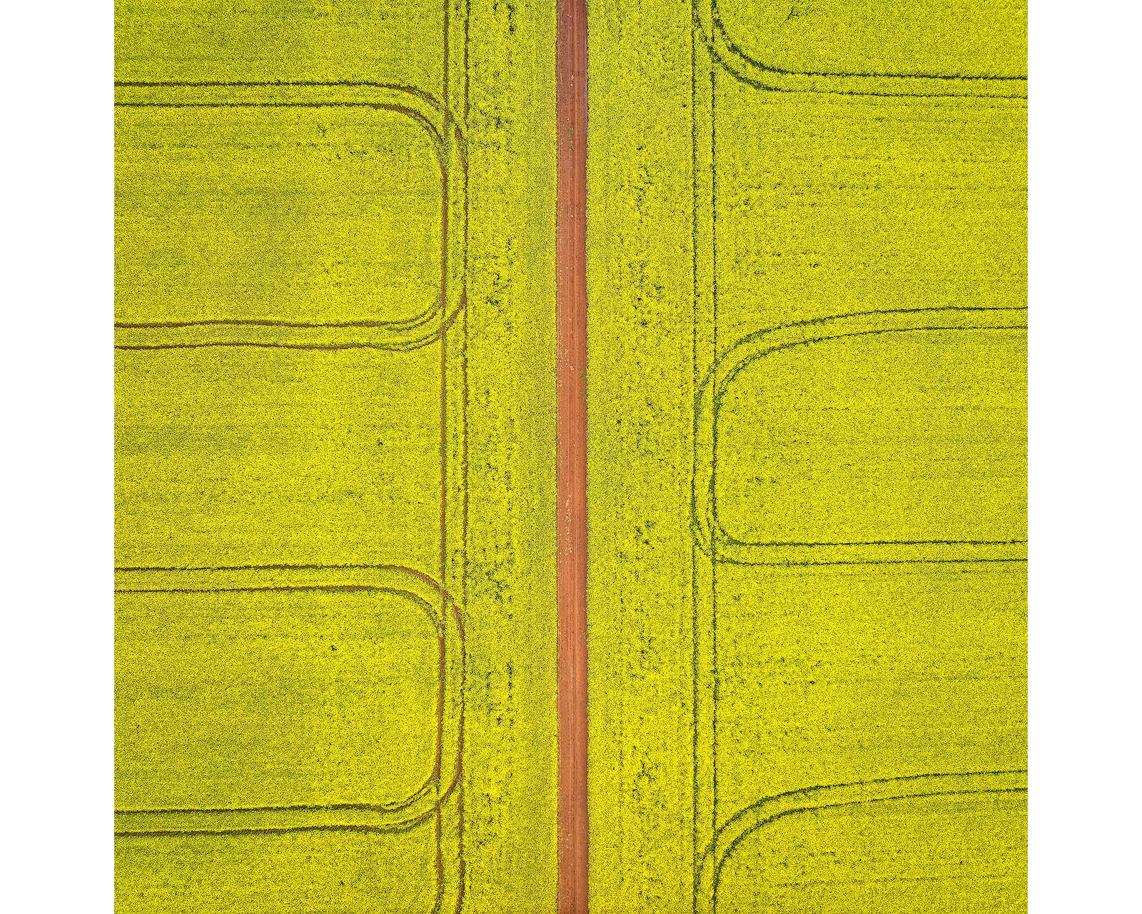 Tracks. Canola field, Junee, New South Wales, Australia.