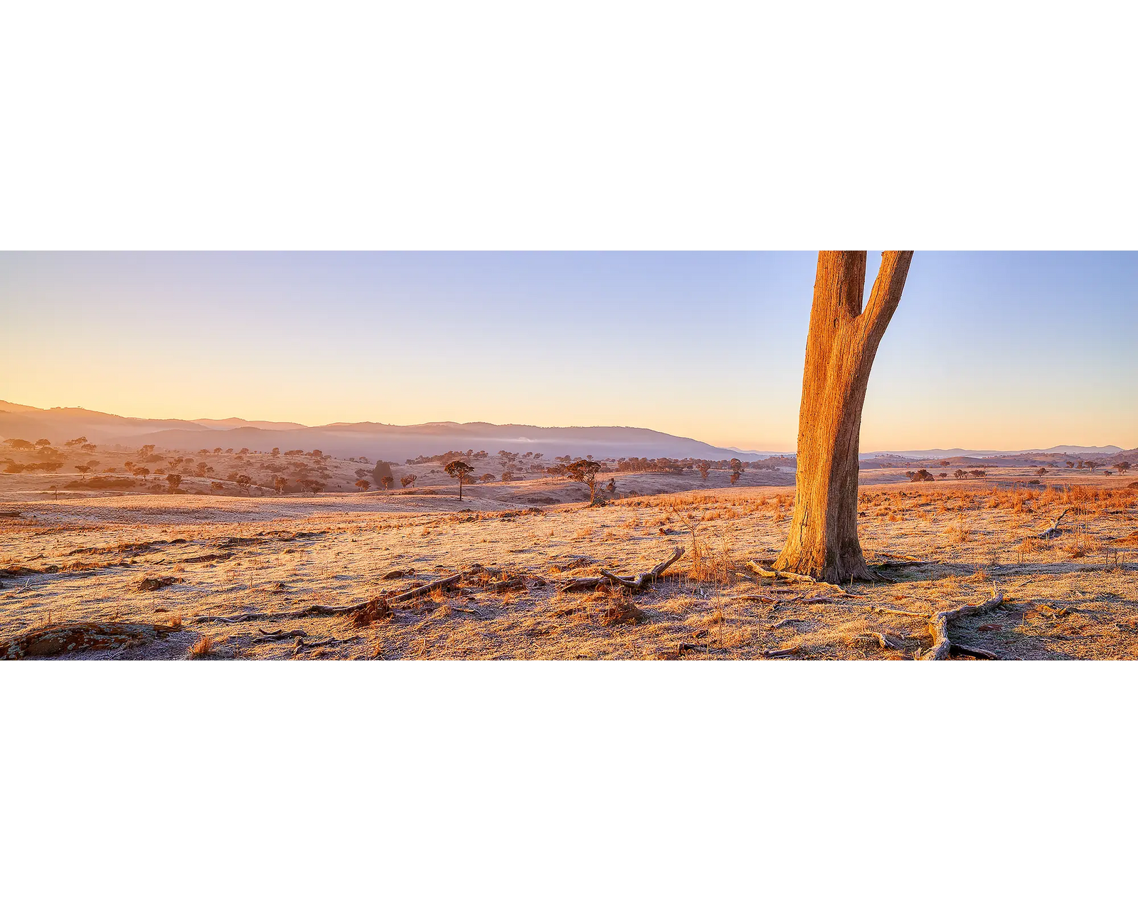 Transition. Dead tree on a farm at sunrise in Googong, New South Wales.