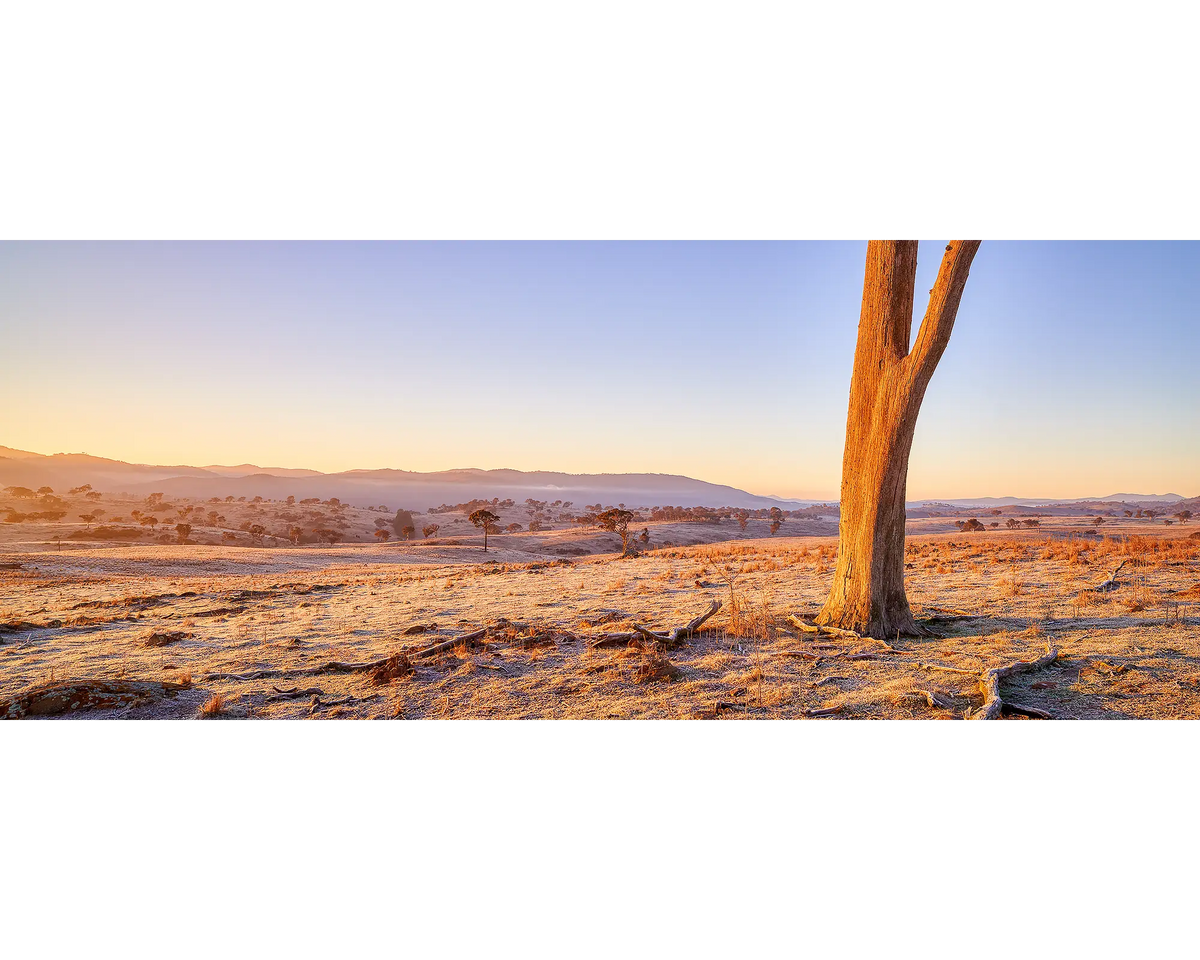 Dead tree on a farm at sunrise at Googong, New South Wales.