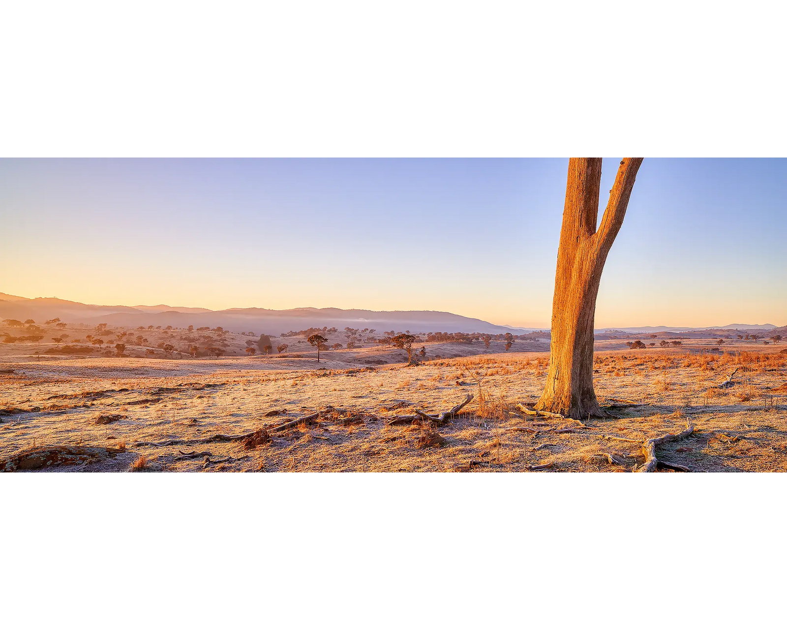 Dead tree on a farm at sunrise at Googong, New South Wales.