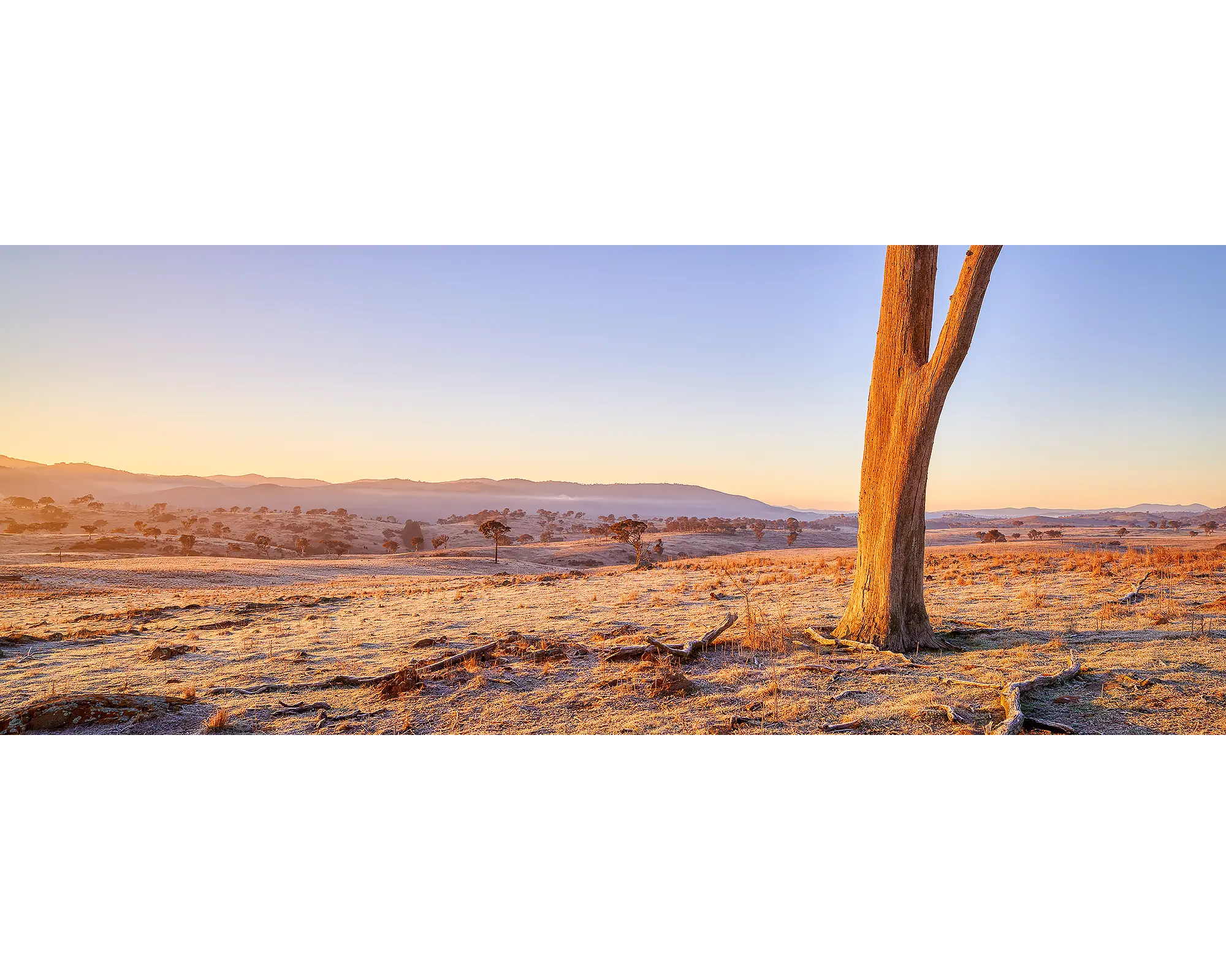Dead tree on a farm at sunrise at Googong, New South Wales.