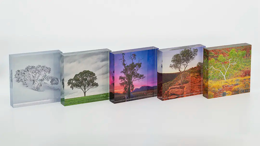 Tree acrylic block collection. Australian Artwork.