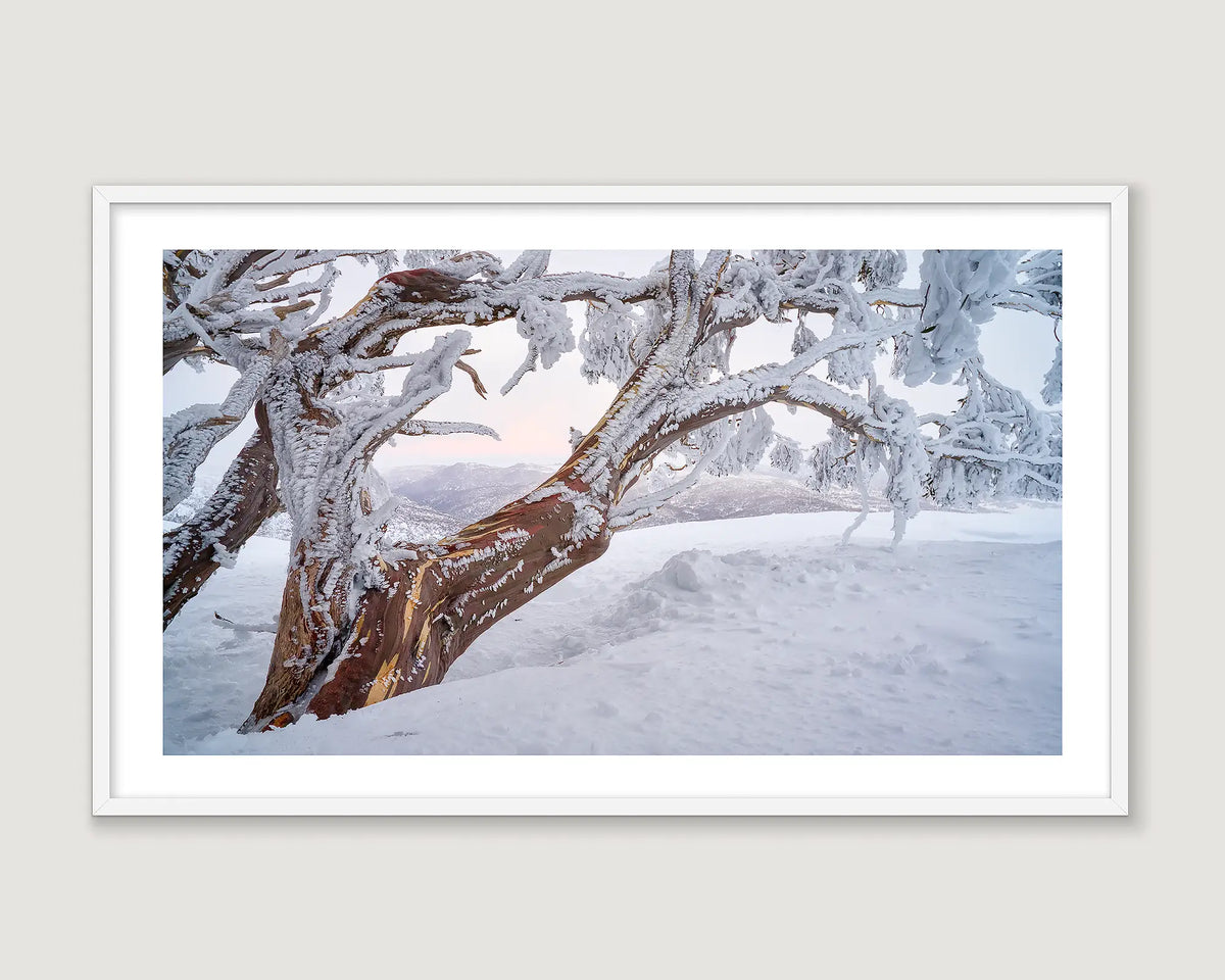 Framed photograph of a snow-covered snow gum tree and mountains in the background.
