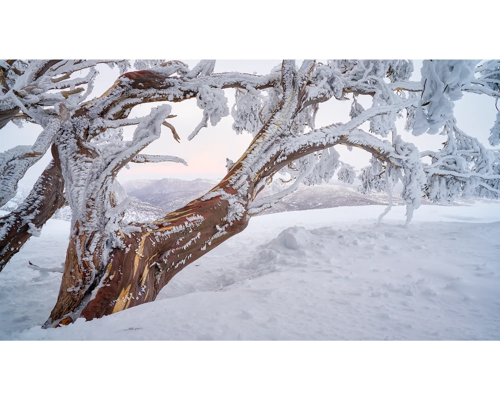 Tree Line. Snow gum in snow with ice at sunset, Kosciuszko National Park. 