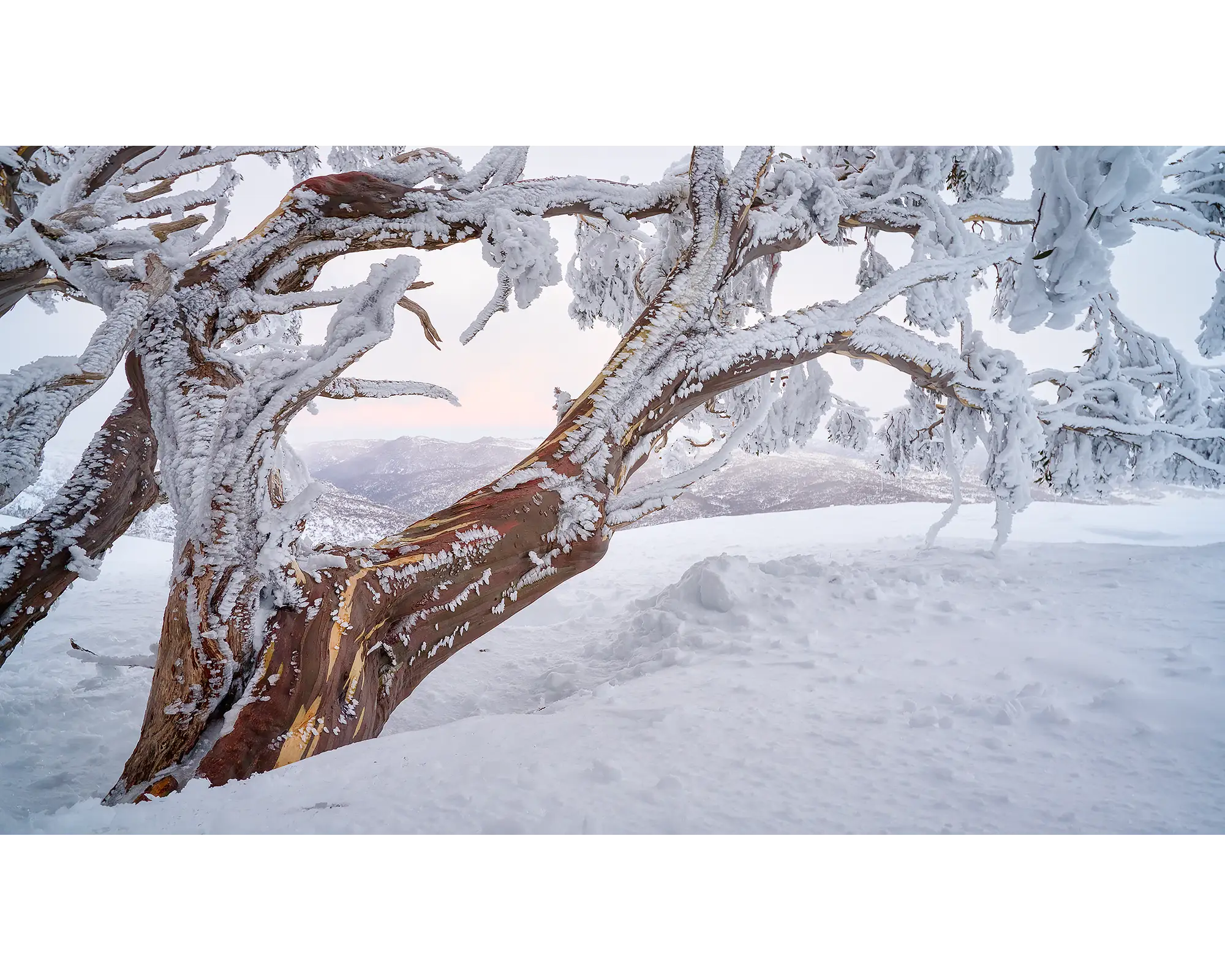 Tree Line. Snow gum in snow with ice at sunset, Kosciuszko National Park. 