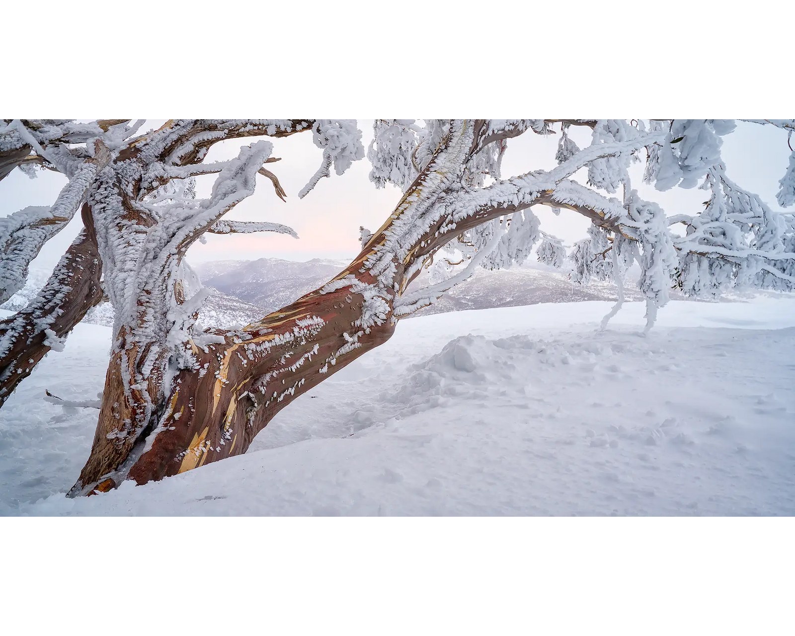 Tree Line. Snow Gum with snow and ice at sunset, Kosciuszko National Park.