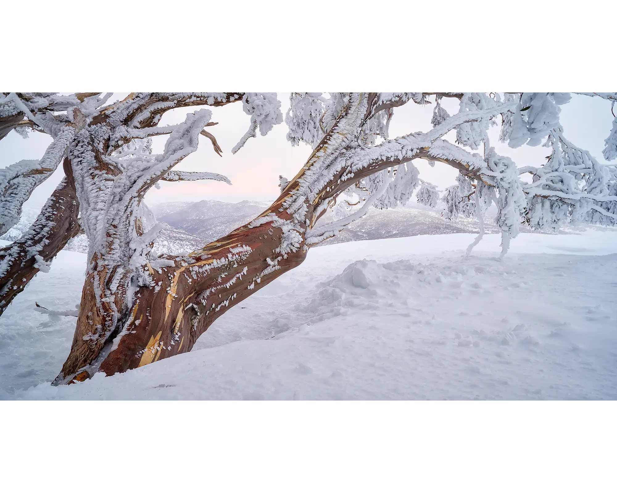 Tree Line. Snow Gum with snow and ice at sunset, Kosciuszko National Park.
