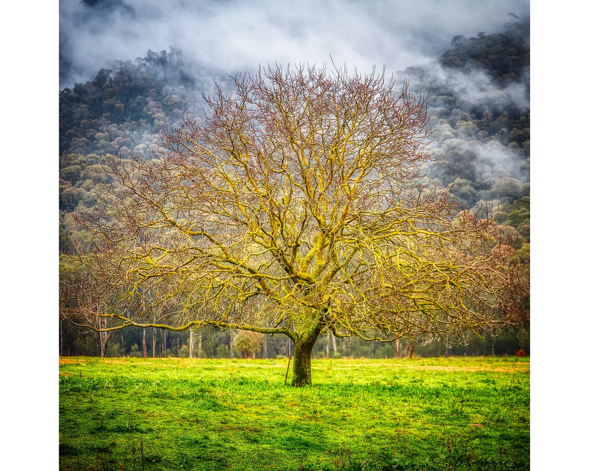 Tree surrounded by fog in Buckland Valley, Victoria.