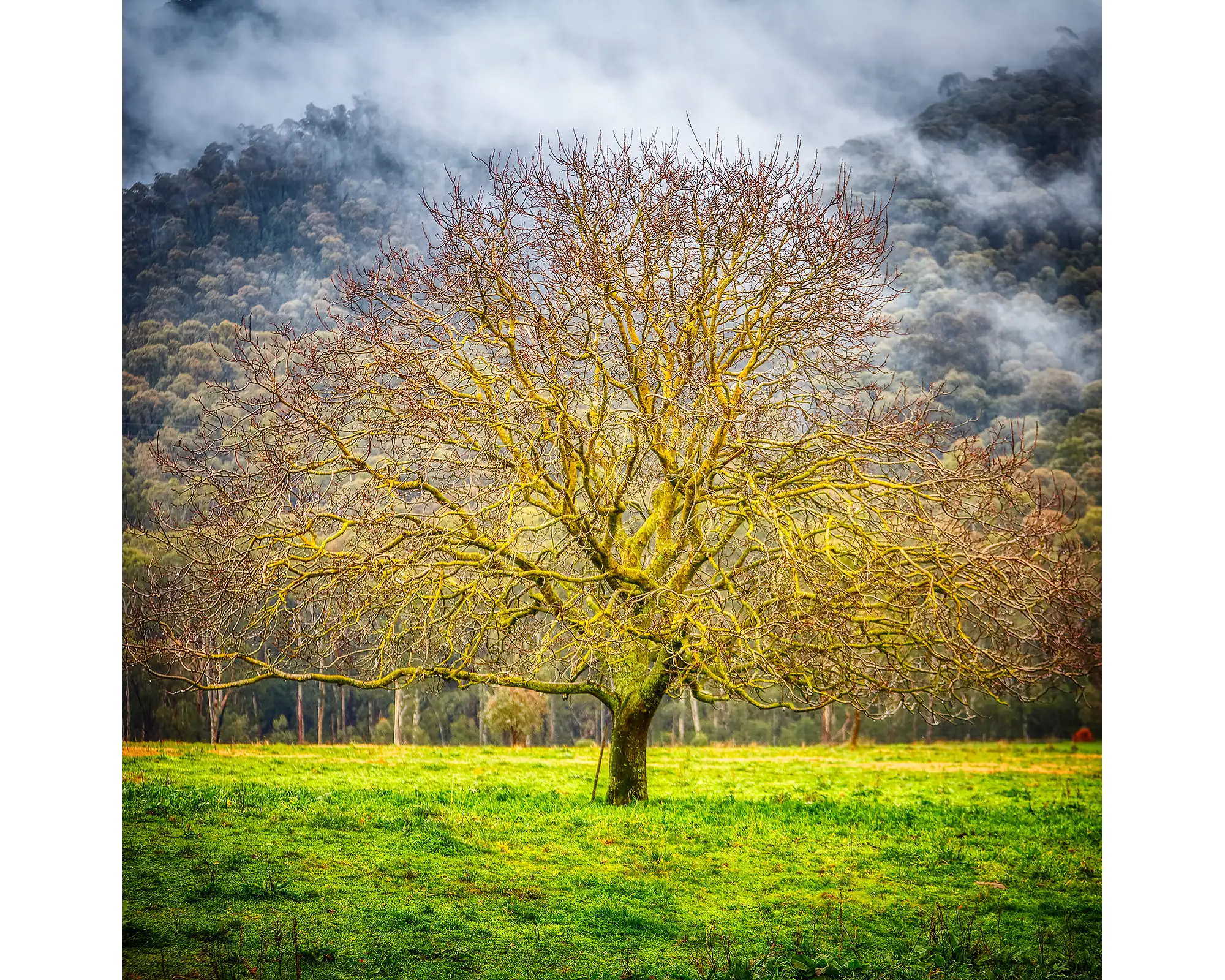 Tree surrounded by fog in Buckland Valley, Victoria.