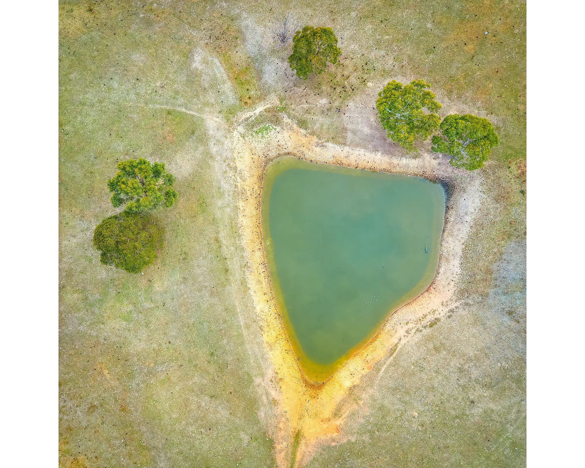 TRIGONOUS. Farm dam, Bindabella Valley, New South Wales.