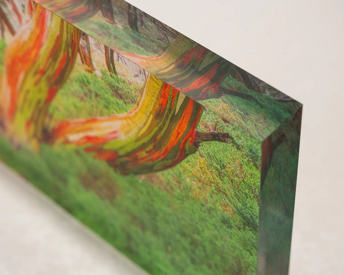 Trio. Acrylic block close-up image of colourful snow gum tree trunks, Kosciuszko National Park.