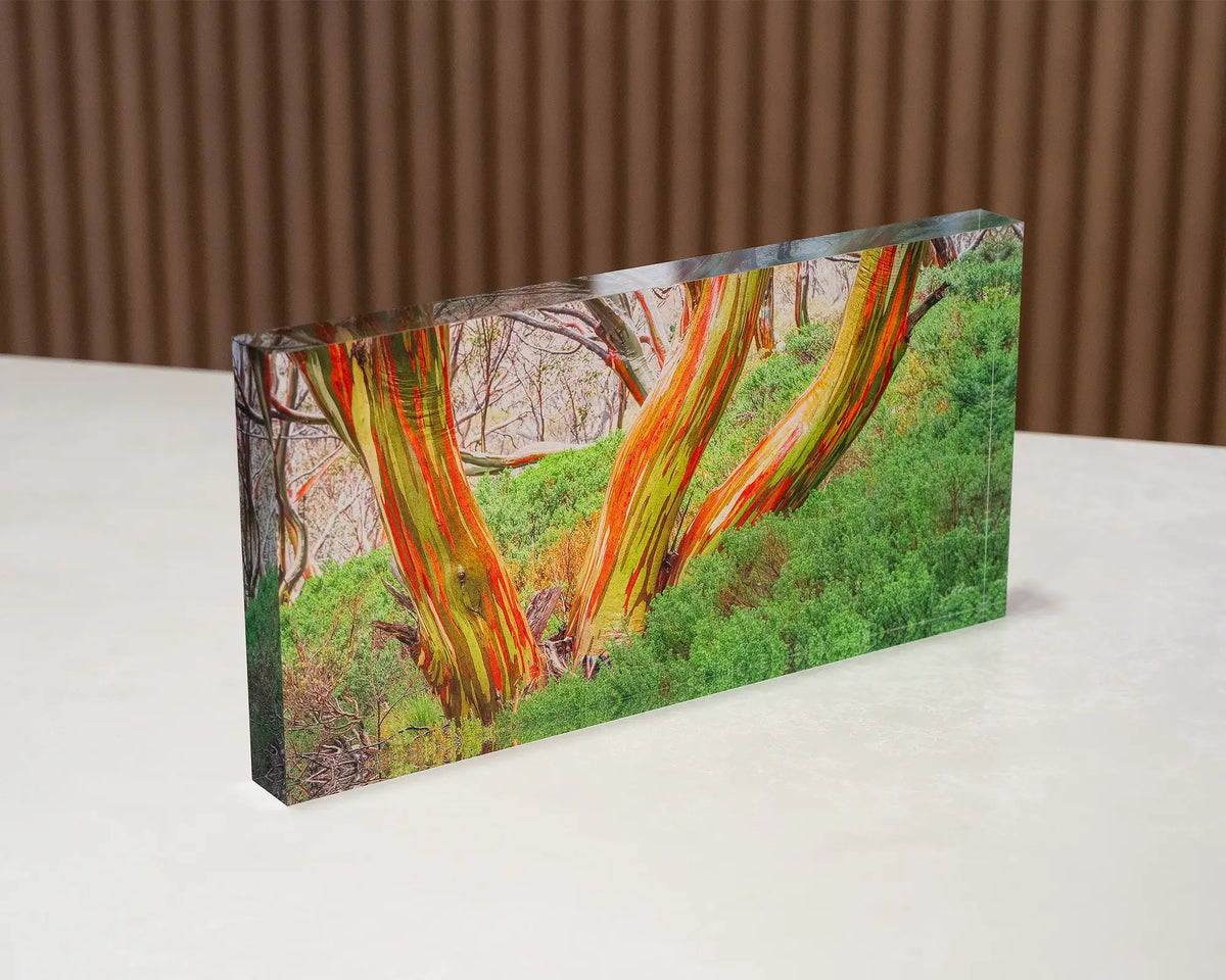 Trio. Acrylic block of colourful snow gum tree trunks sitting on a desk.