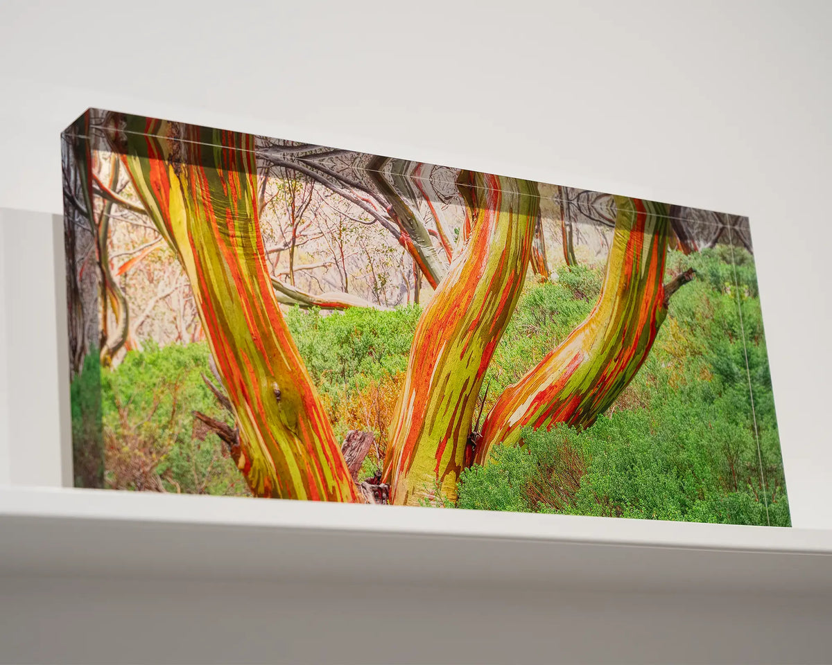 Trio. Acrylic block of colourful snow gum trunks, Kosciuszko National Park, sitting on a shelf.