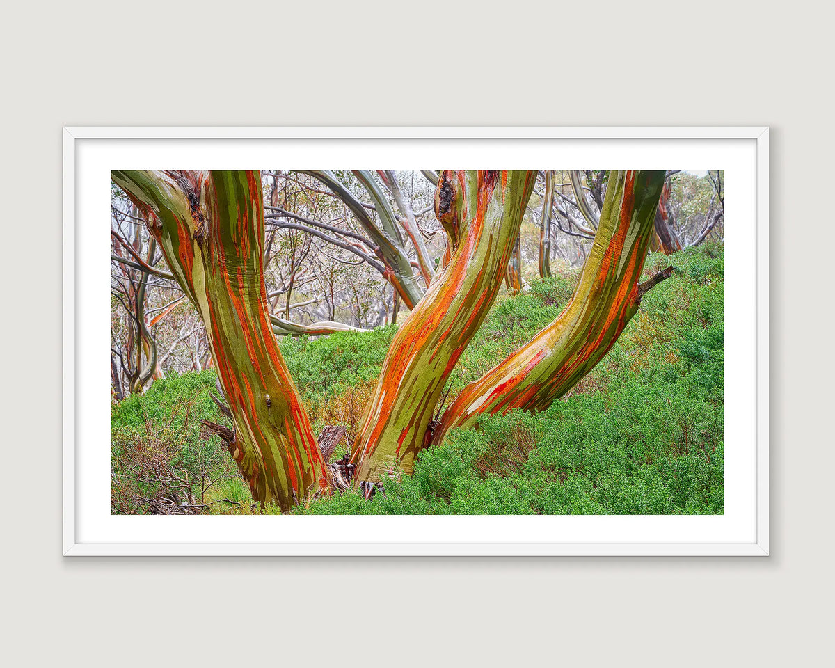 Framed photograph of snow gums in a forest with greenery.