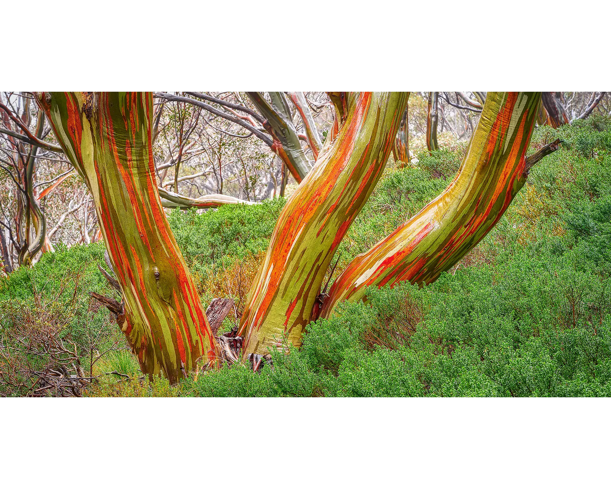 Trio - Snow Gum trunks in Kosciuszko National Park.