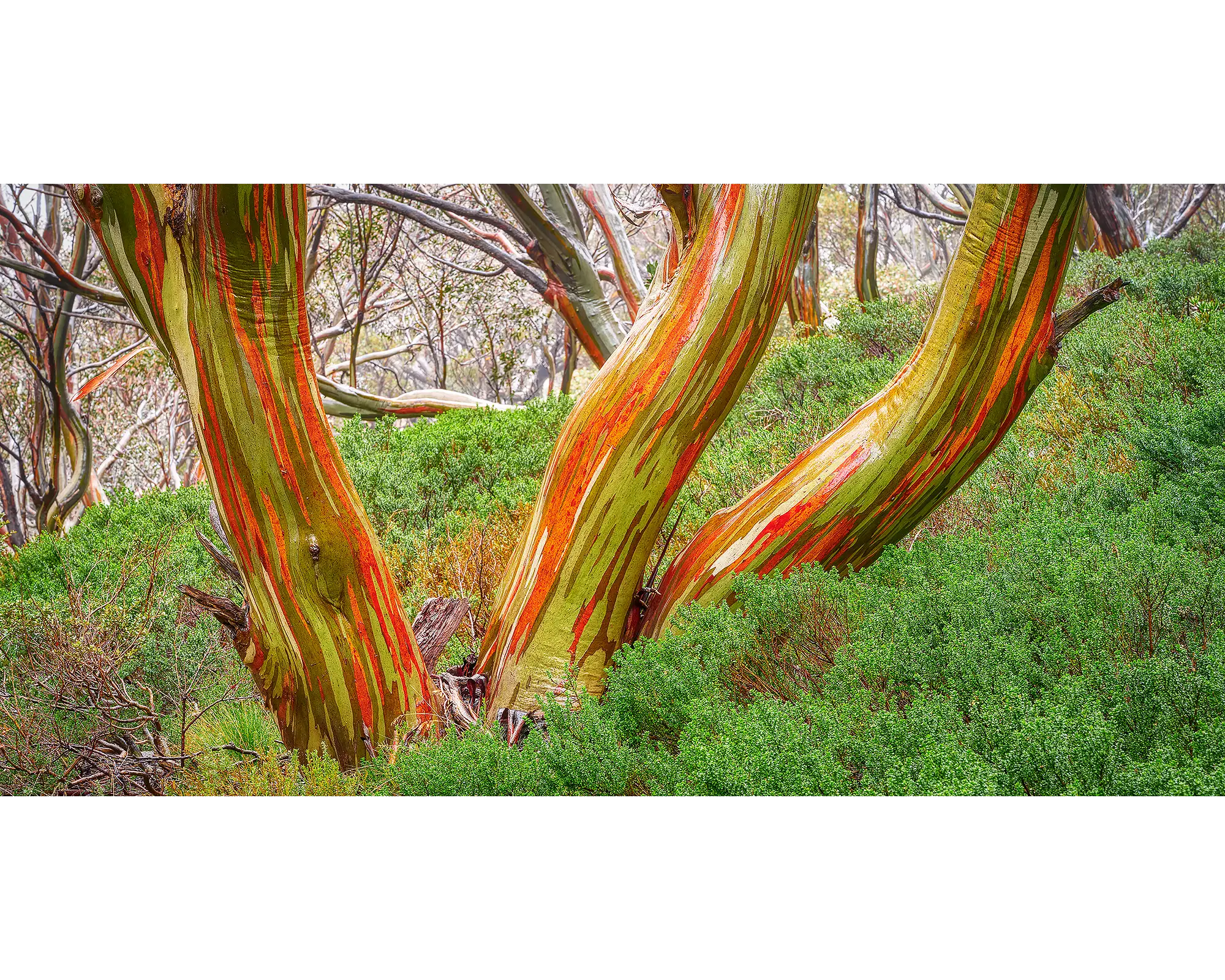 Trio - Snow Gum trunks in Kosciuszko National Park.