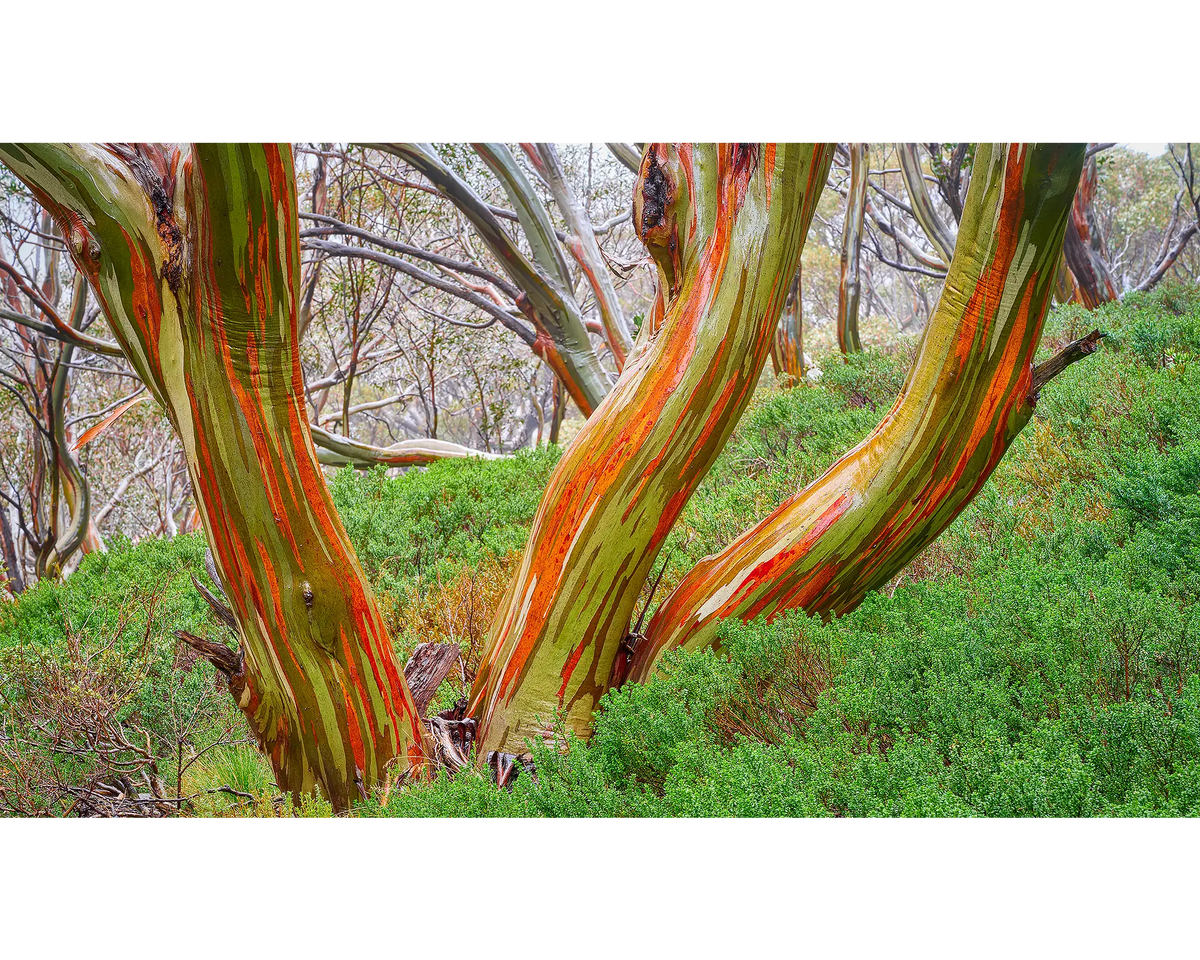 Trio. Snow gum trunks with red bark, Kosciuszko National Park.