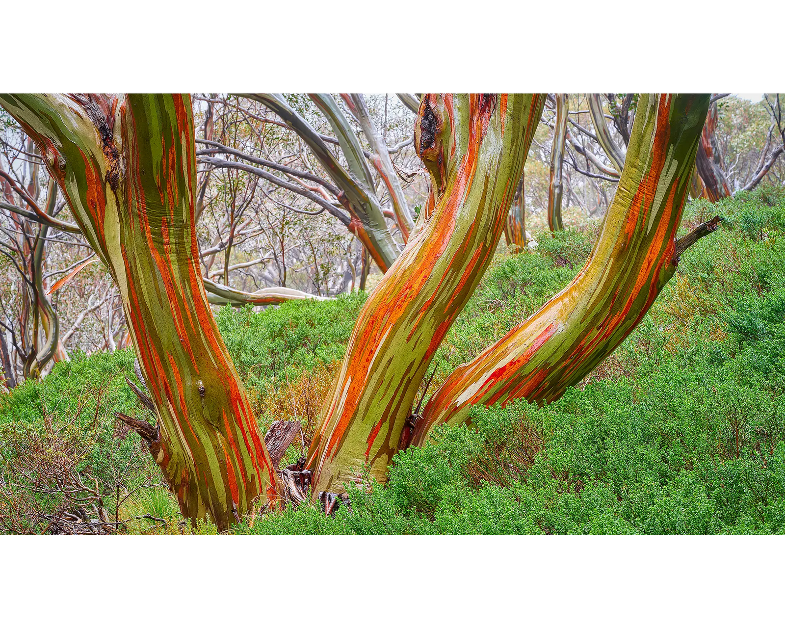 Framed photograph of snow gums in a forest with greenery.
