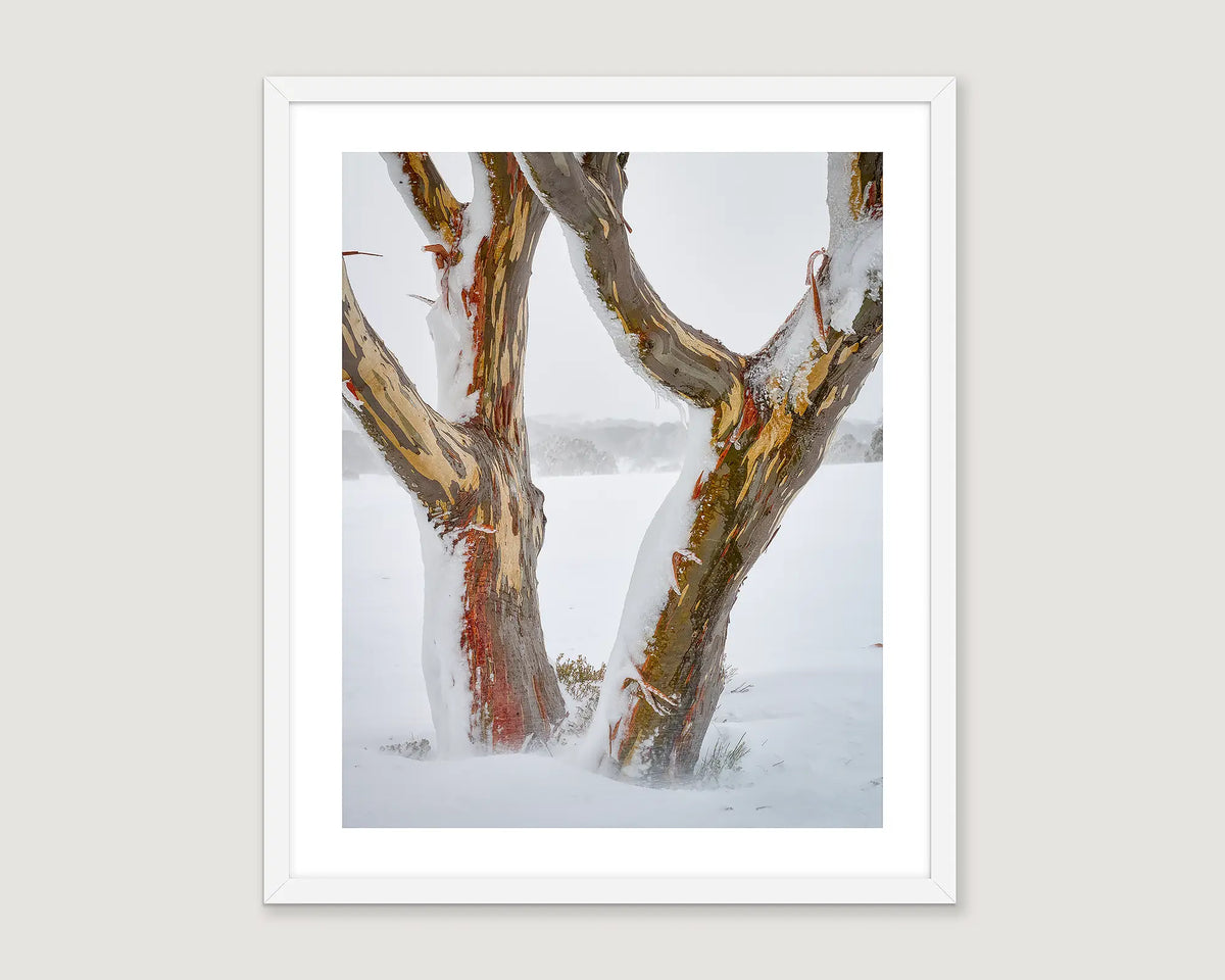 Framed artwork of a snow gum tree in winter with snow on branches.