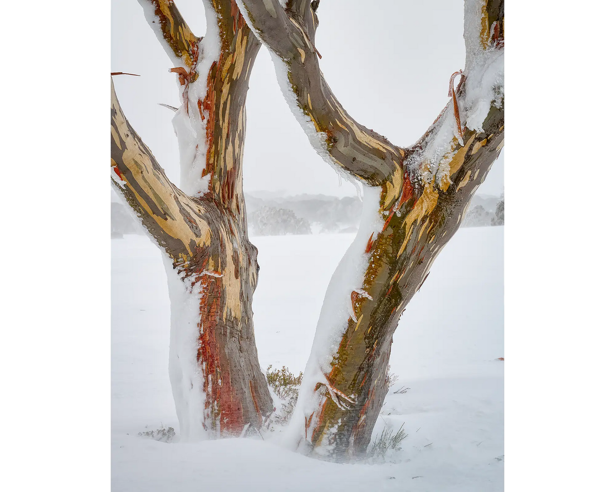 Twinning. Snow Gum trunks in snow, Kosciuszko National Park.