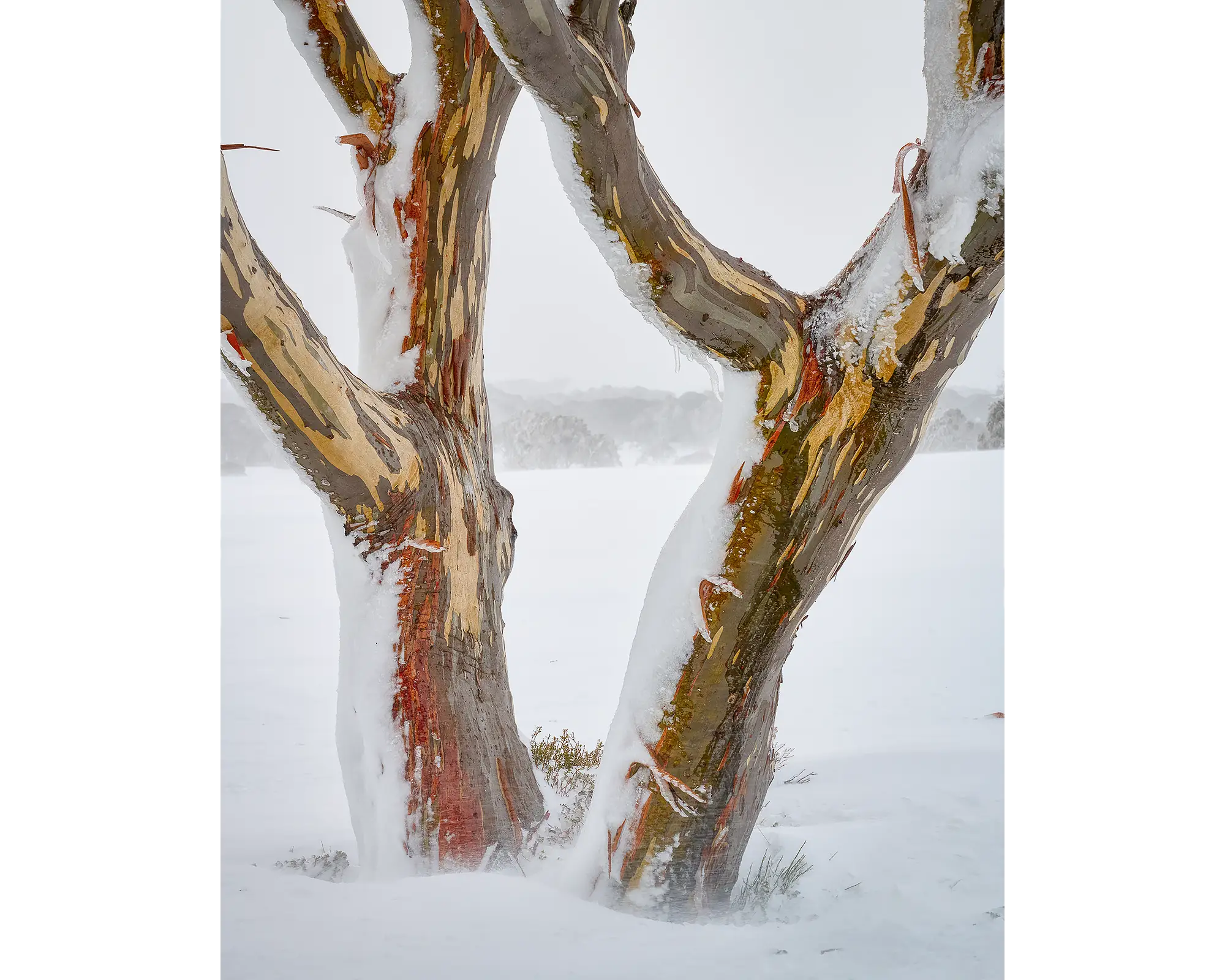 Twinning. Snow Gum trunks in snow, Kosciuszko National Park.