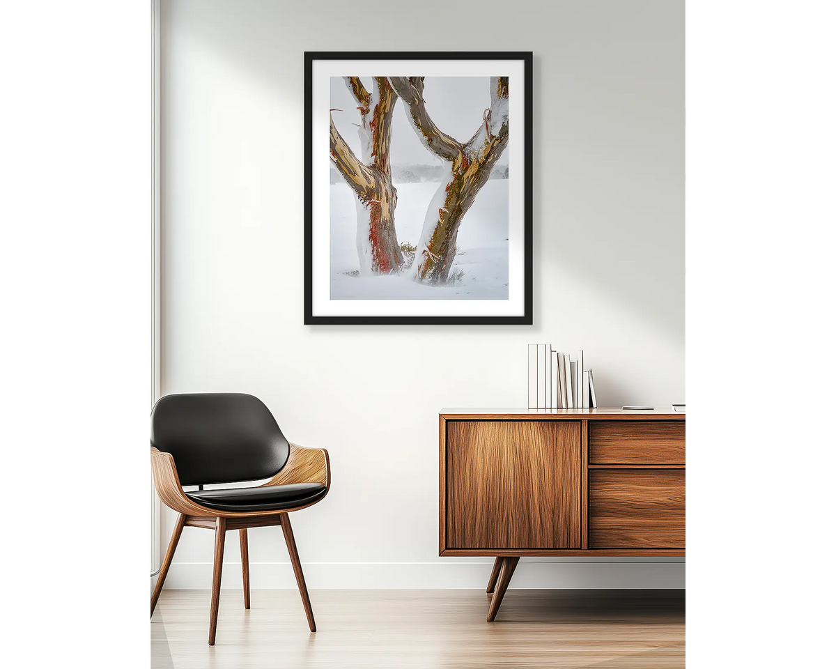 Twinning. Snow gum trunks in snow, wall art print in a black frame hung in an apartment living room. 