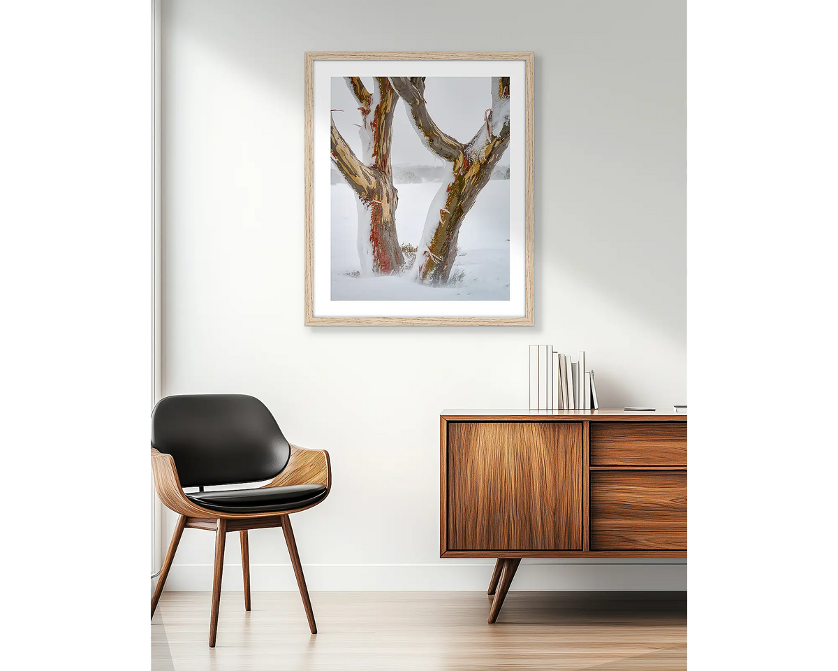 Twinning. Snow gum trunks in snow, wall art print in a timber frame hung in an apartment living room. 