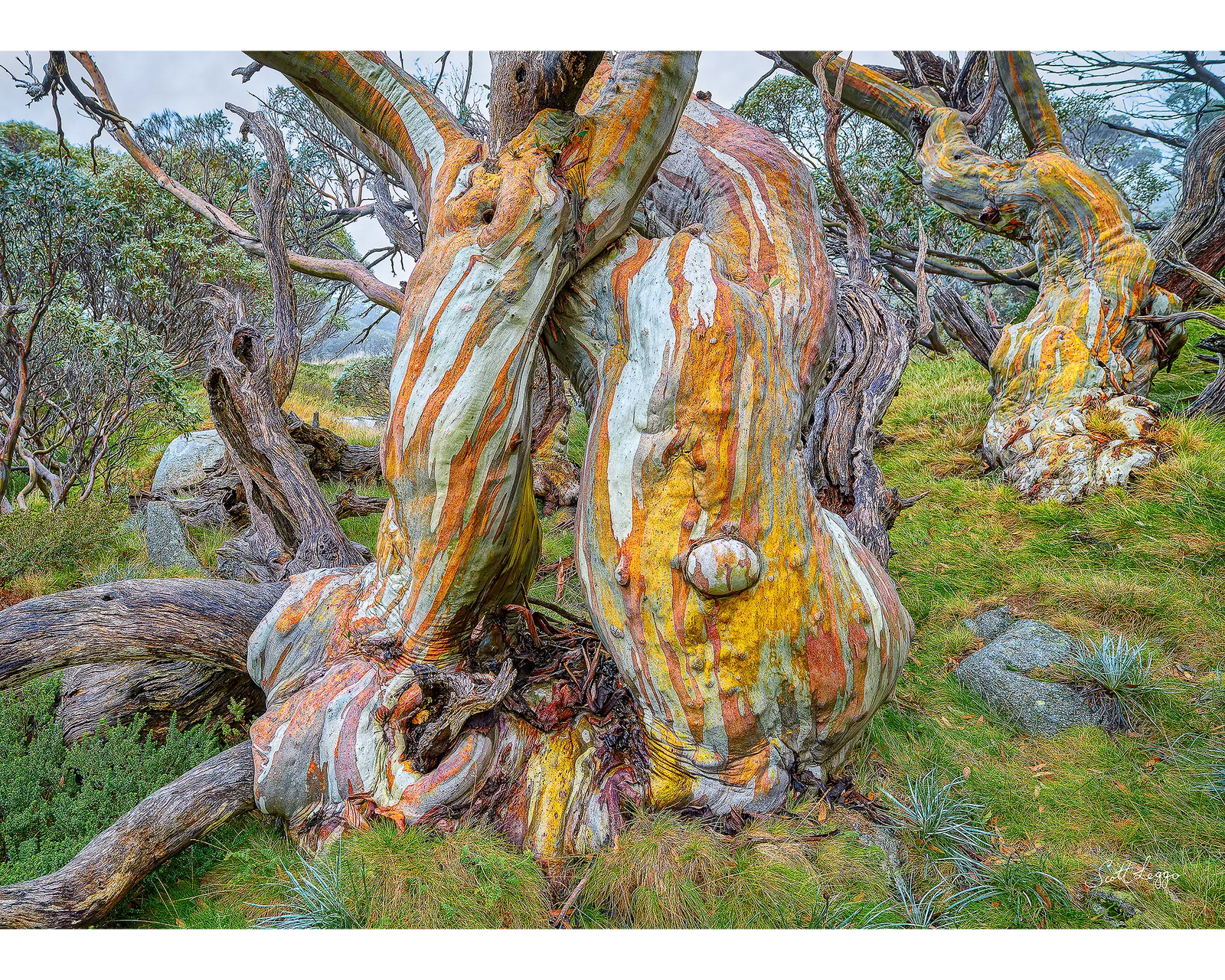 Twisted Beauty. 120 piece jigsaw puzzle – front of box.