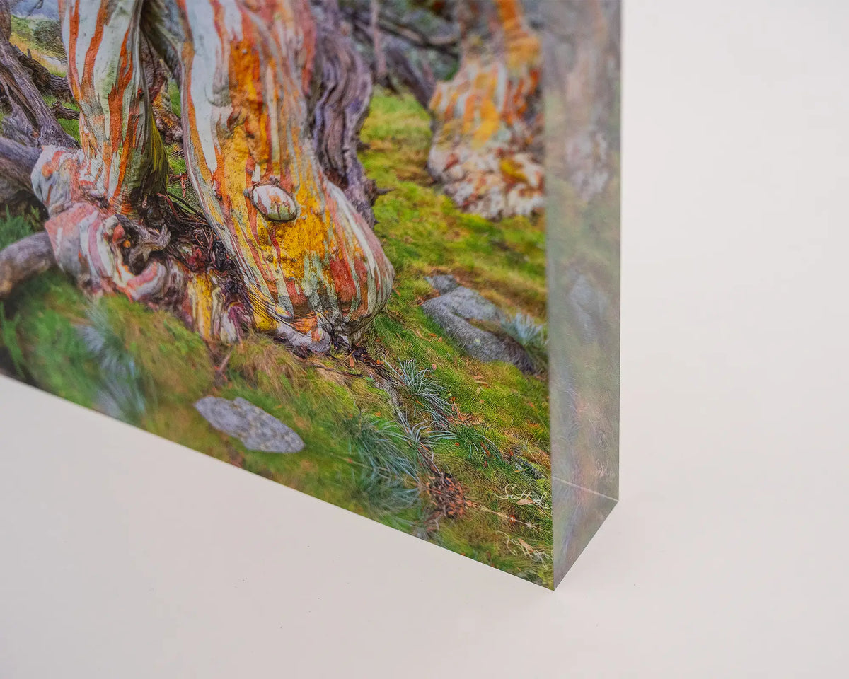 Twisted Beauty. Acrylic block of colourful snow gums in Kosciuszko National Park, close-up showing corner details.