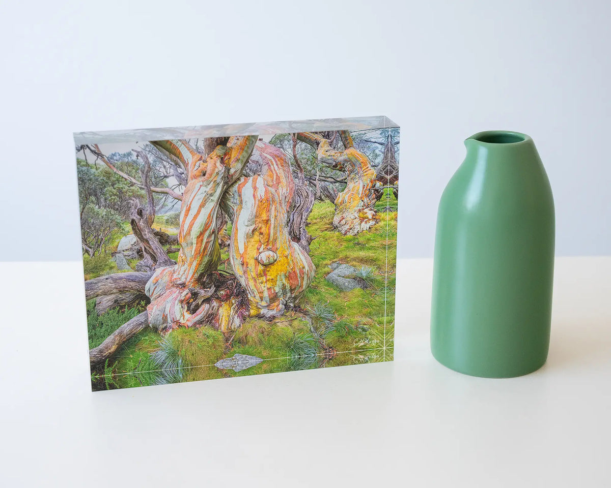 Twisted Beauty. Acrylic block of colourful snow gums, Kosciuszko National Park, styled with a small vase.