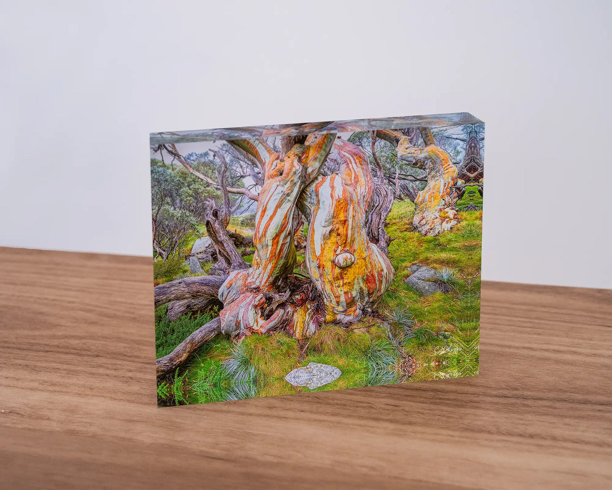 Twisted Beauty. Acrylic block of colourful snow gums in Kosciuszko National Park, sitting on a desk.