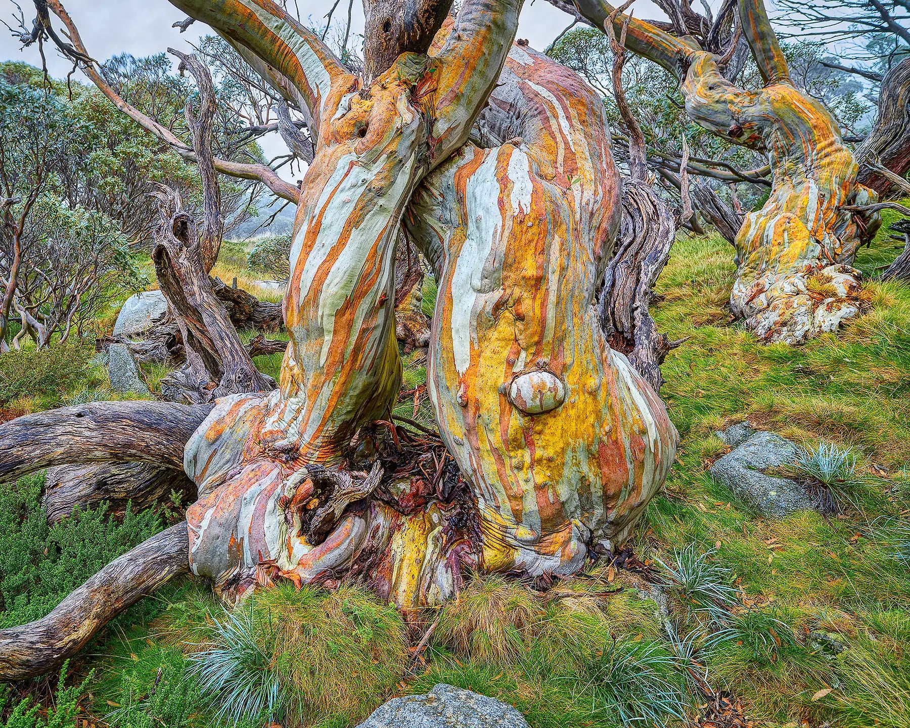 Twisted Beauty - Colourful gnarled snow gums, Kosciuszko National Park, New South Wales, Australia.