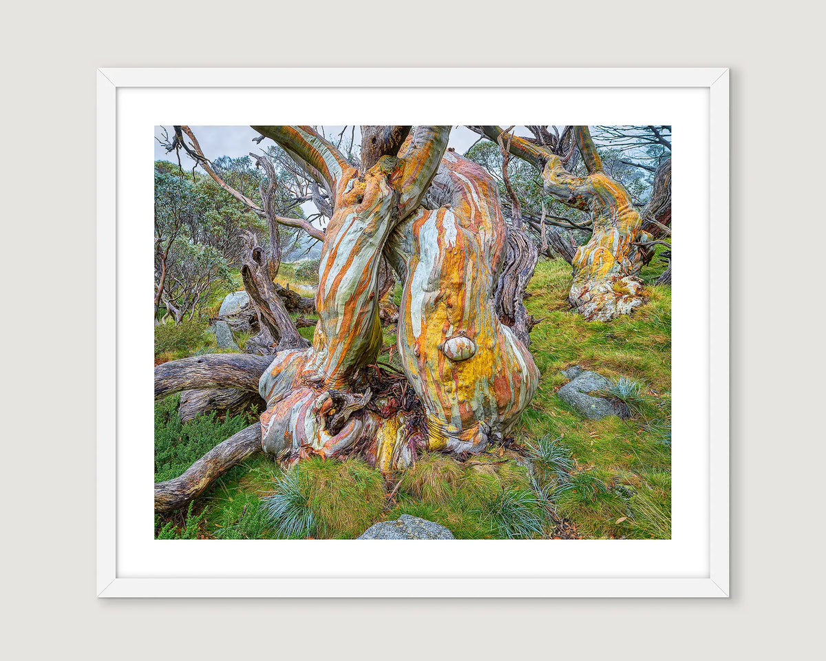 Framed artwork of a large snow gum tree with colourful bark on a grassy background.