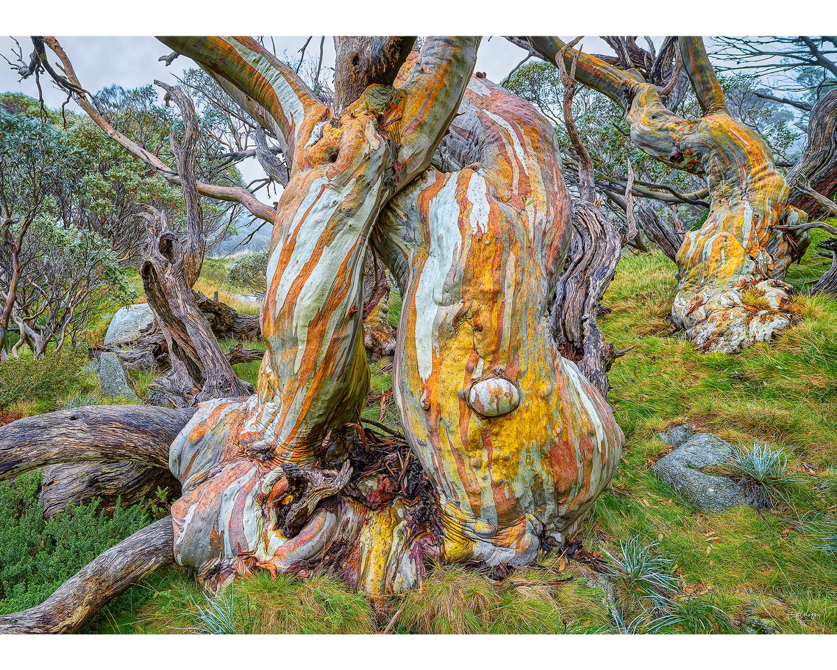 Twisted Beauty. Snow Gum 1000 piece jigsaw puzzle, reference image.