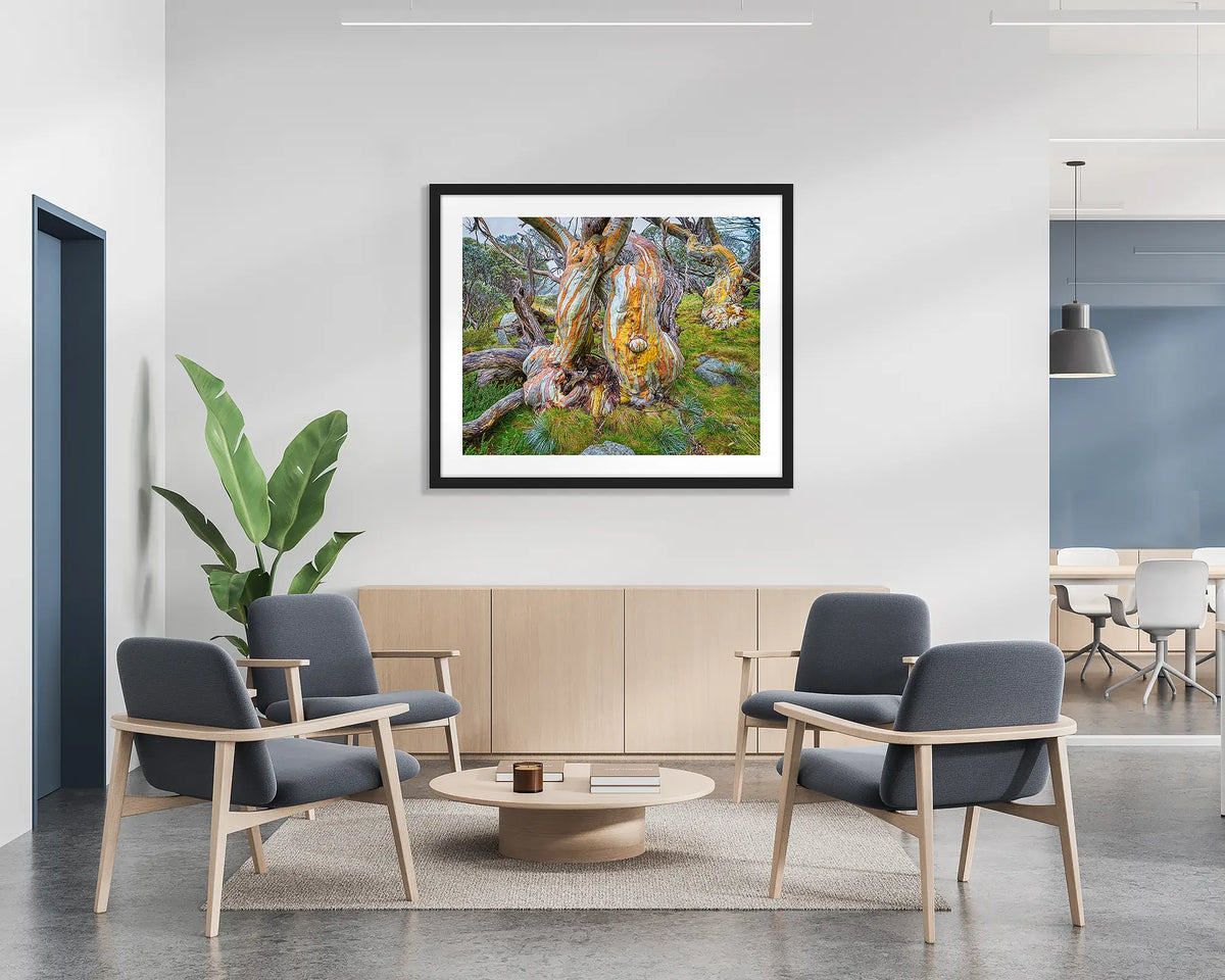 Twisted Beauty. Wall art print of a colourful snow gum, with a black frame, hung on the wall of a waiting area. 