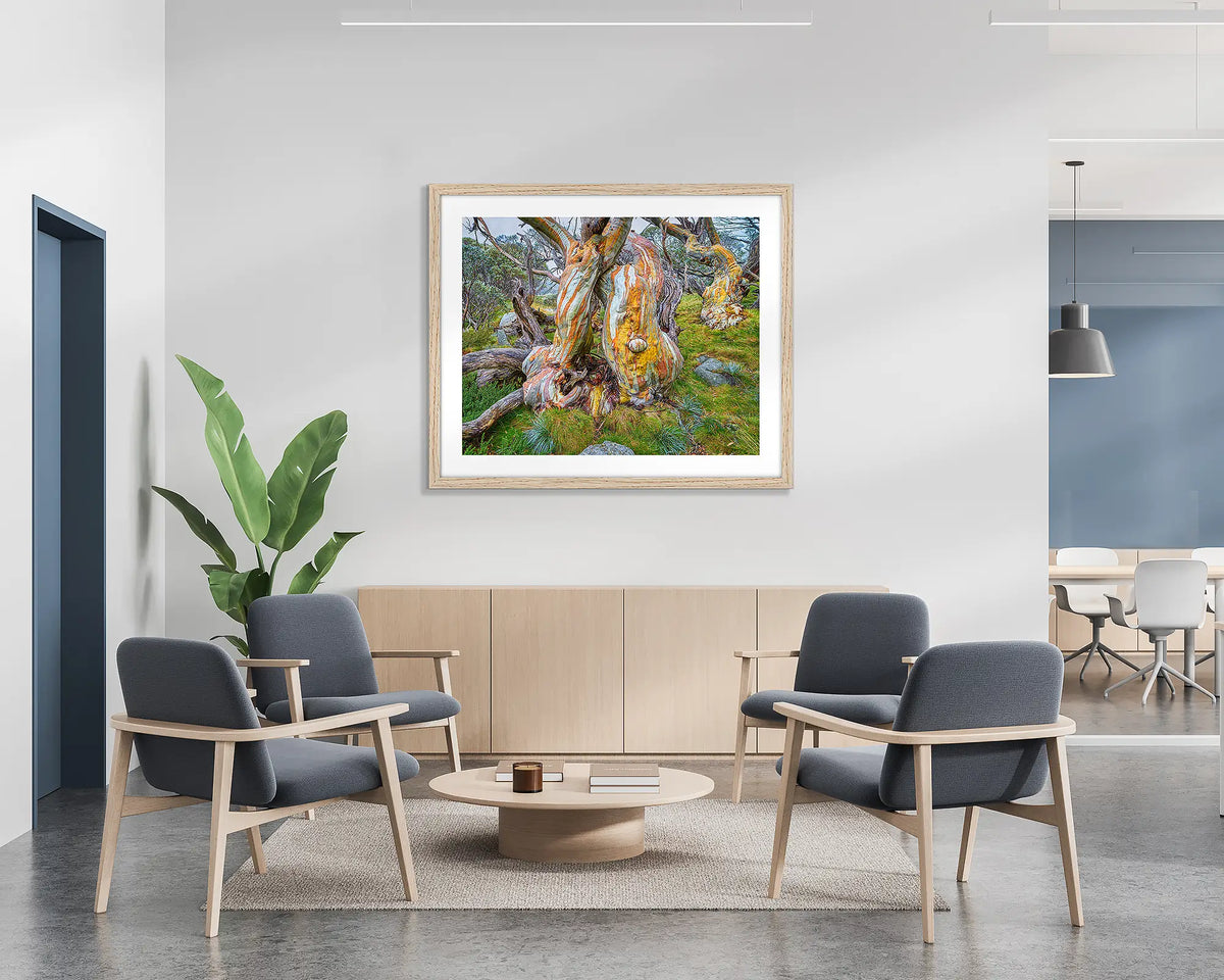 Twisted Beauty. Wall art print of a colourful snow gum, with a Tasmanian Oak frame, hung on the wall of a waiting area. 