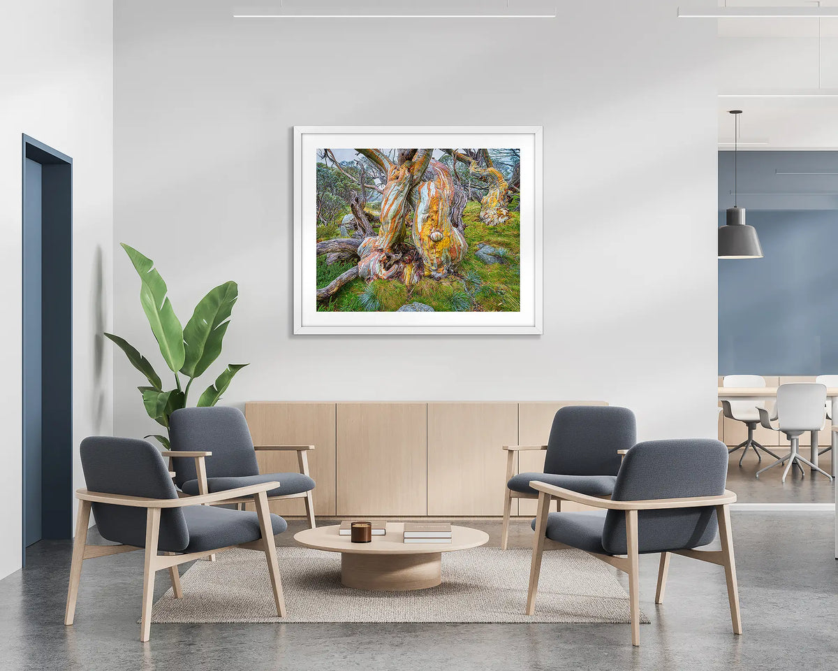 Twisted Beauty. Wall art print of a colourful snow gum, with a white frame, hung on the wall of a waiting area. 