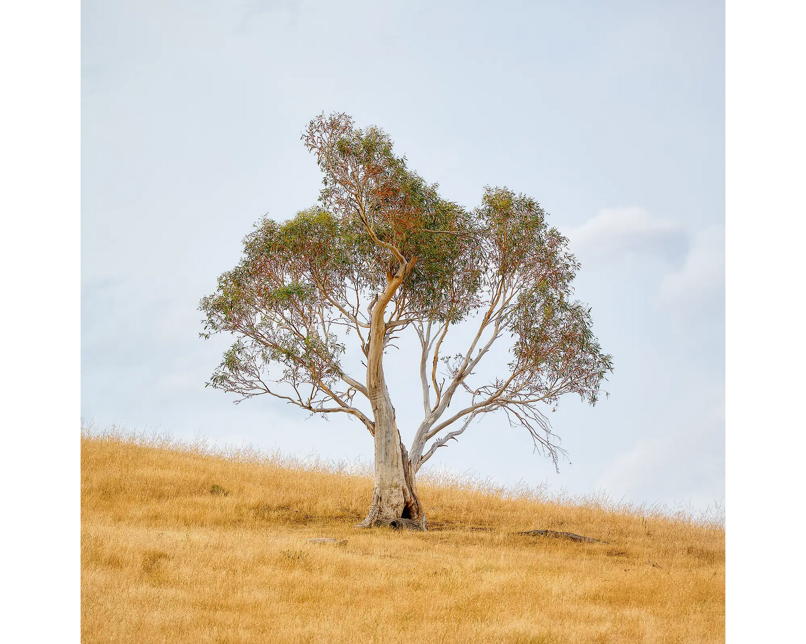 Unaccompanied. Snow gum on a farm in Jindabyne.