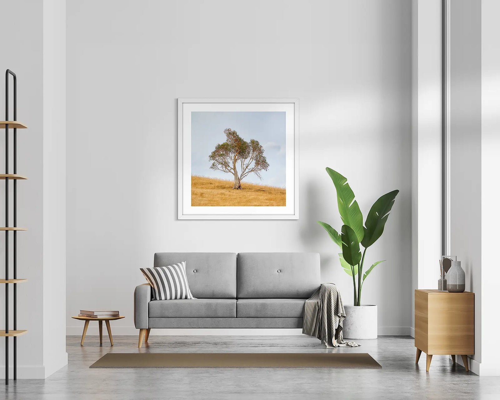 Unaccompanied. Snow gum on a farm in Jindabyne.