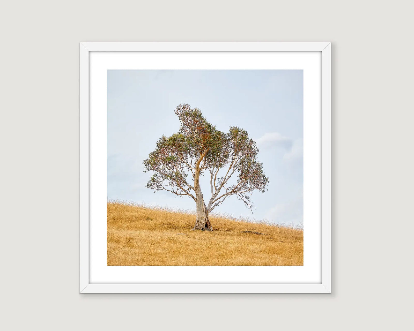 Framed artwork of a lone gum tree on a hill with a blue sky background.
