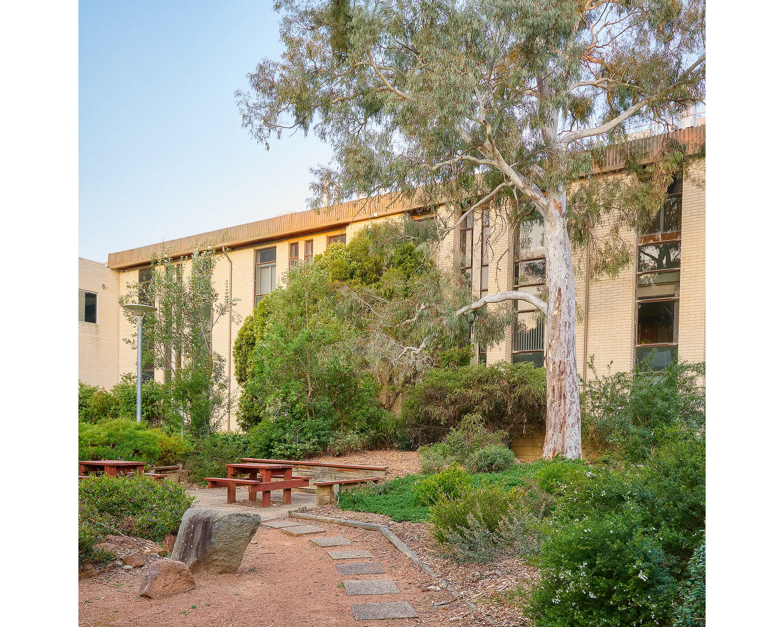 University Of Canberra. Gum tree next to building.