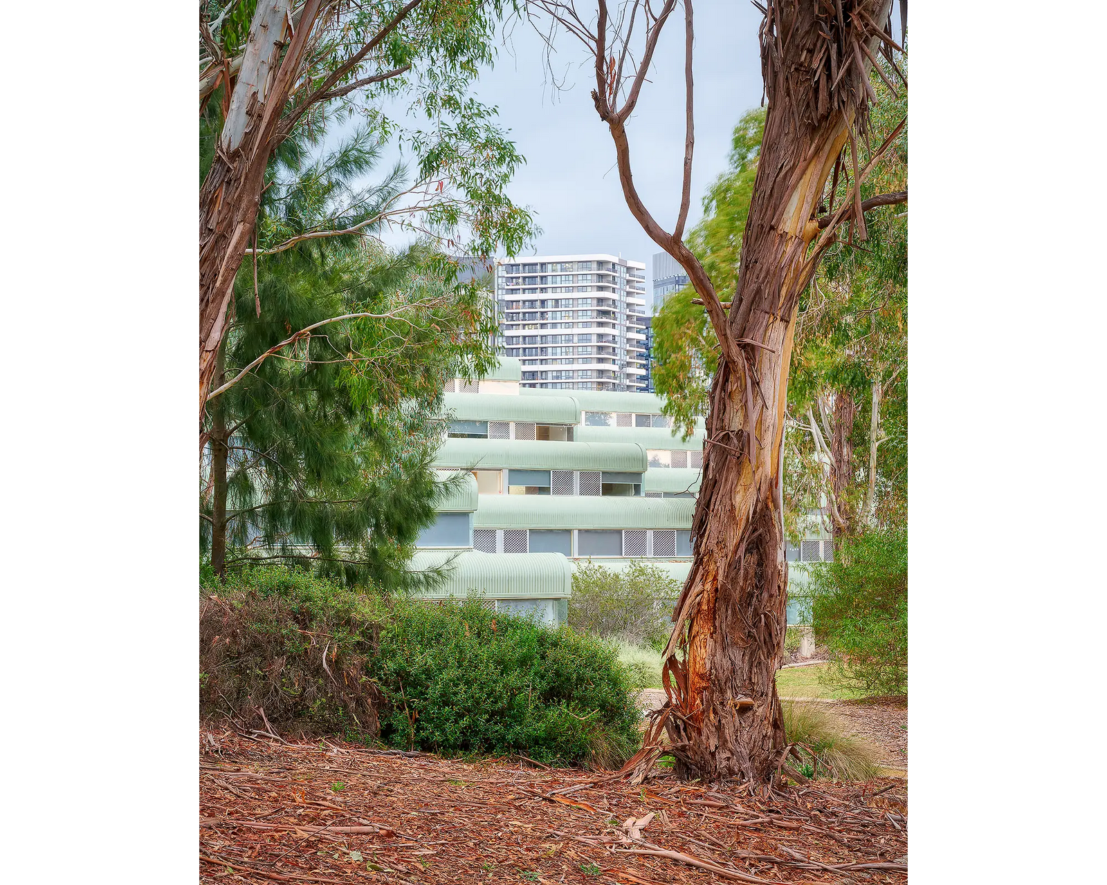 University Of Canberra. Gum trees with green building.