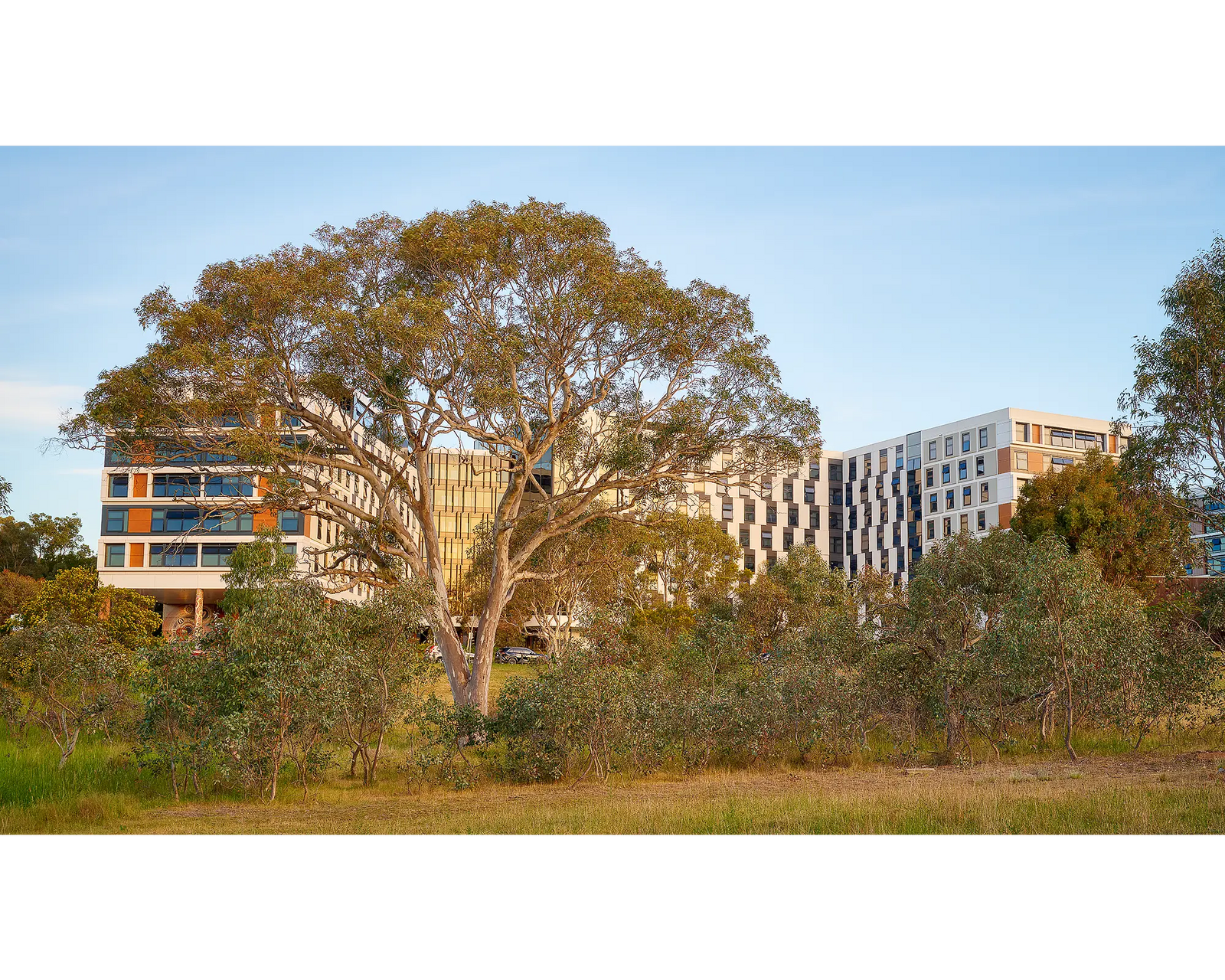 University Of Canberra. Gum tree and UC Lodge.