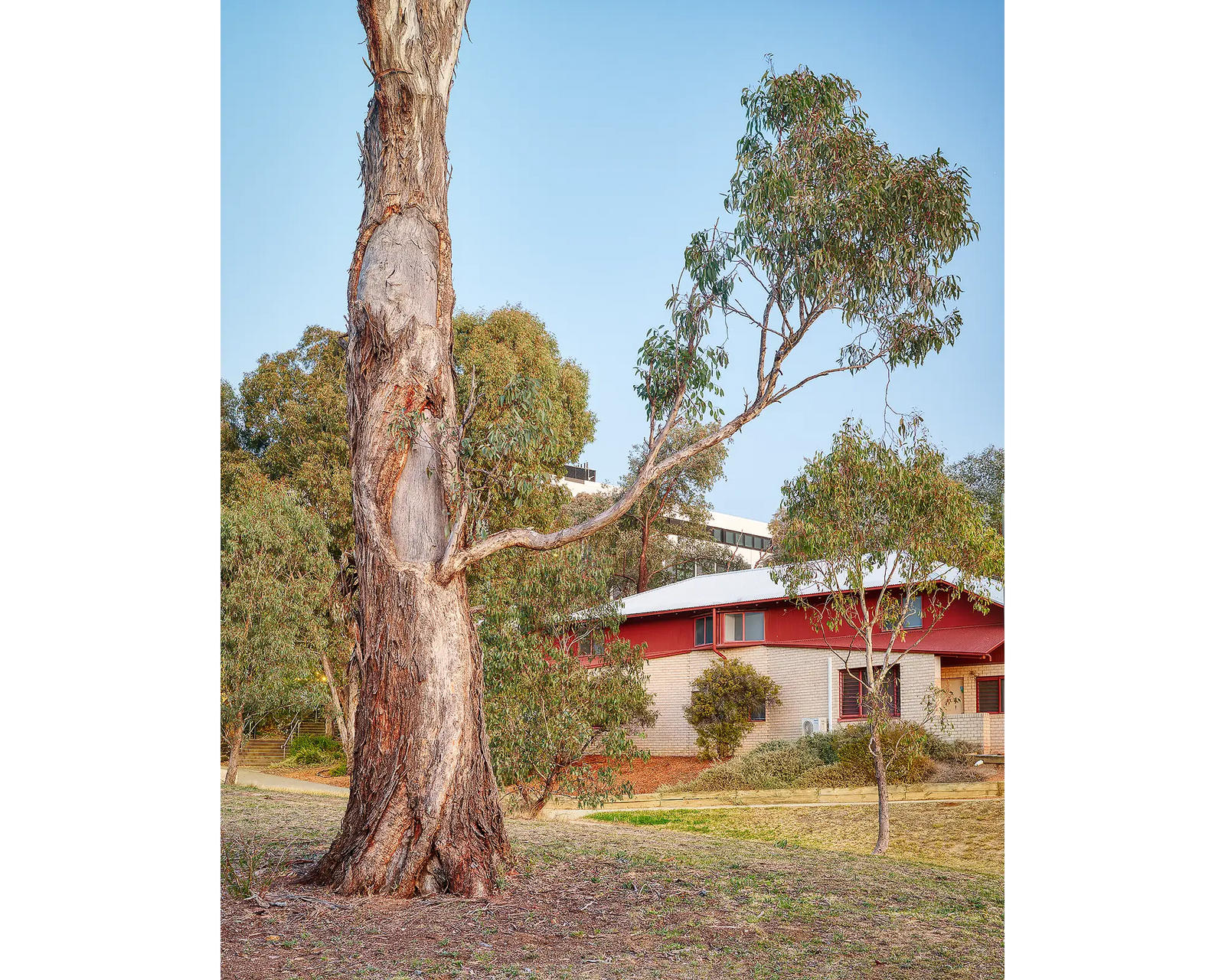 University Of Canberra scar tree.