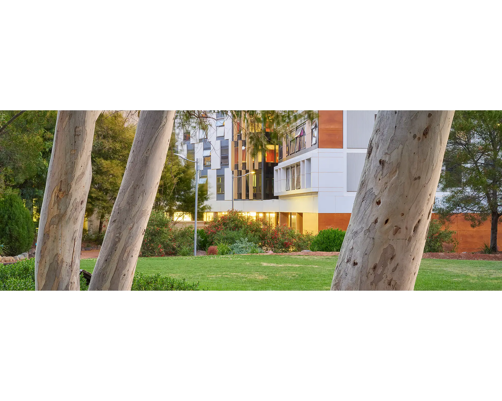 University Of Canberra. Gum trees and new buildings.