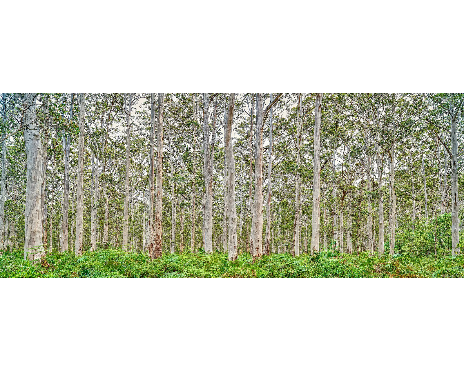 Upright Karri forest in Boranup, Leeuwin Naturaliste National Park, Western Australia.