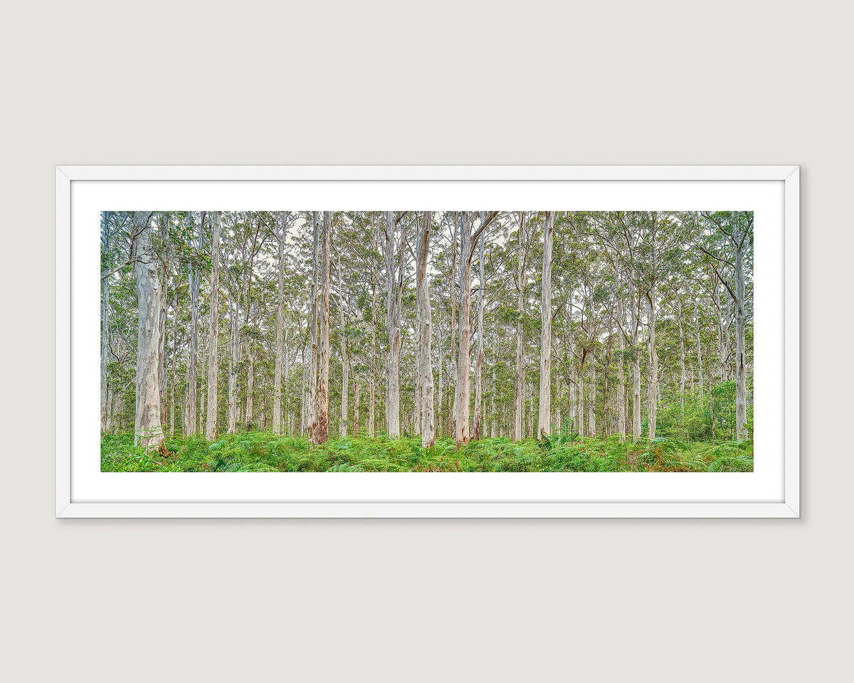 Framed photograph of a forest with tall Kari trees on a light grey background.