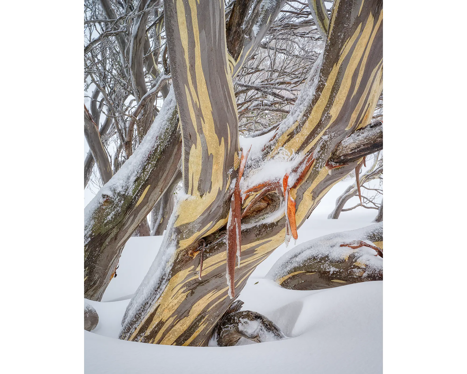 Variance. Snow Gum in snow, Kosciuszko National Park.