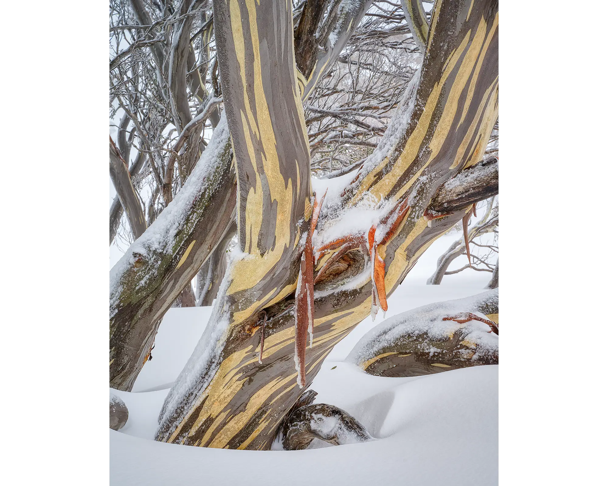 Variance. Snow Gum in snow, Kosciuszko National Park.